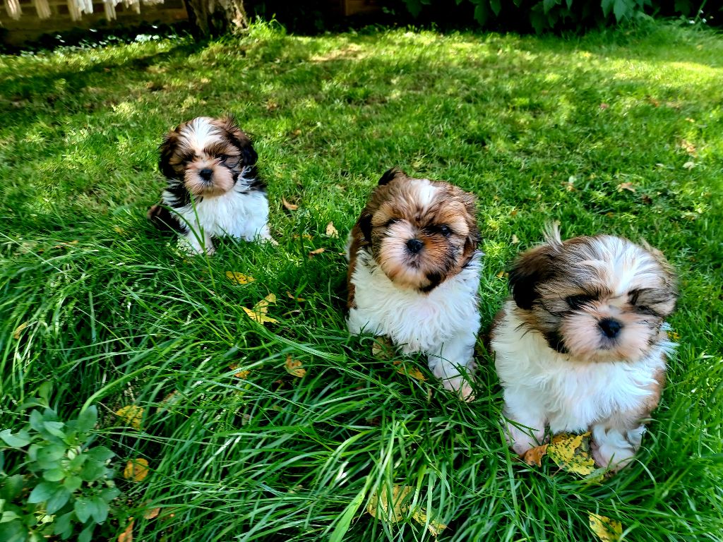 chiot Shih Tzu Du Domaine Des Aubépines