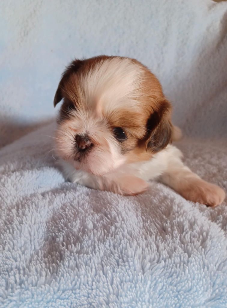 Du Domaine Des Aubépines - Chiots disponibles - Shih Tzu