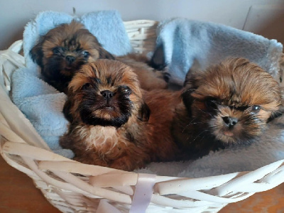 CHIOT 3