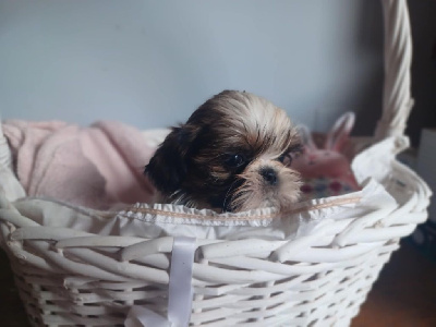 CHIOT 6
