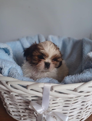 CHIOT 4