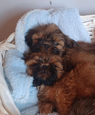 CHIOT 1